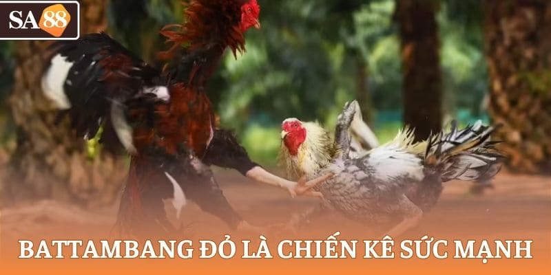 Battambang Đỏ là chiến kê đá gà Campuchia thiên về sức mạnh