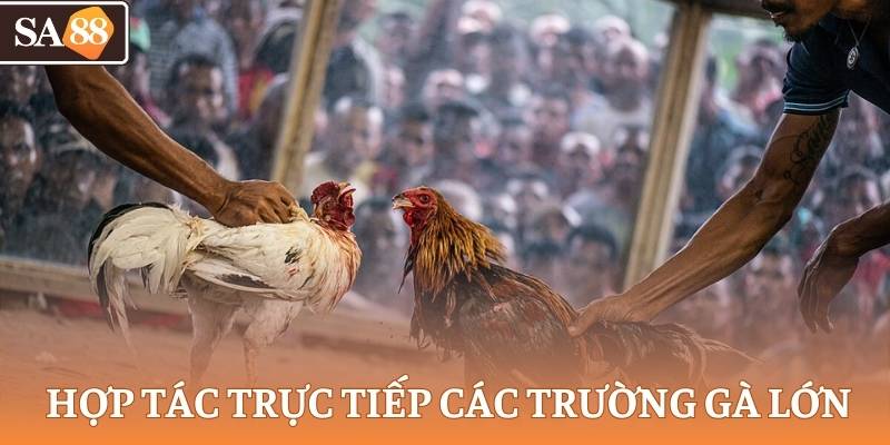 Nhà cái uy tín hợp tác trực tiếp các trường gà Philippines