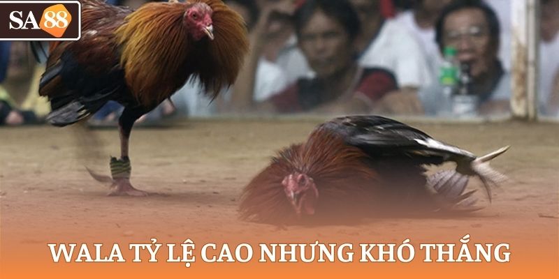 Wala đá gà Philippine có tỷ lệ cược cao nhưng khó thắng